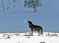 /album/fotky1/a718-1-04p0349-wolf-yellowstone-national-park-kopia-jpg1/